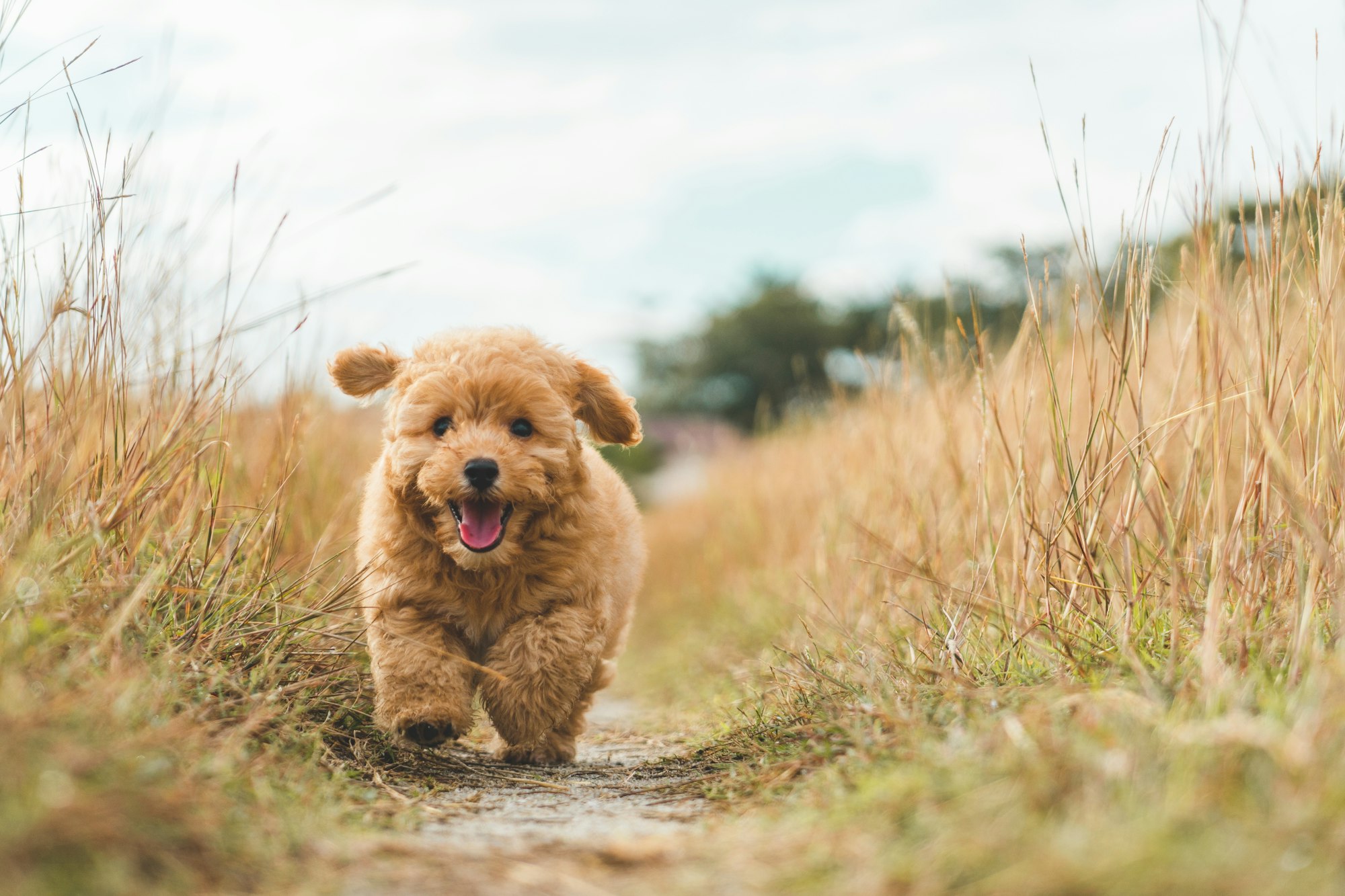 Brown puppy poodle running on the bushes