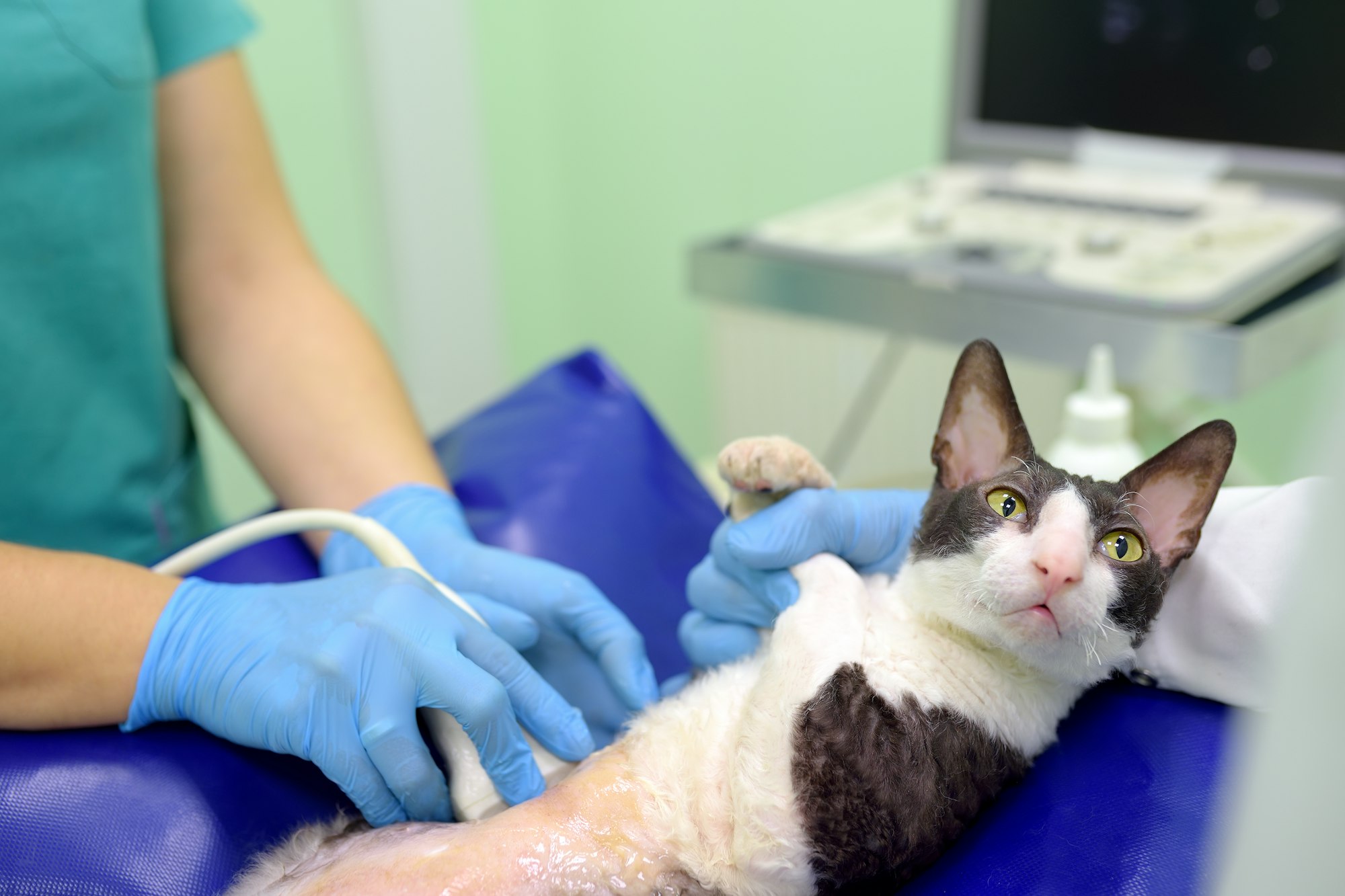 Cat having ultrasound scan in vet office. Health of pet. Care animal. Pet checkup