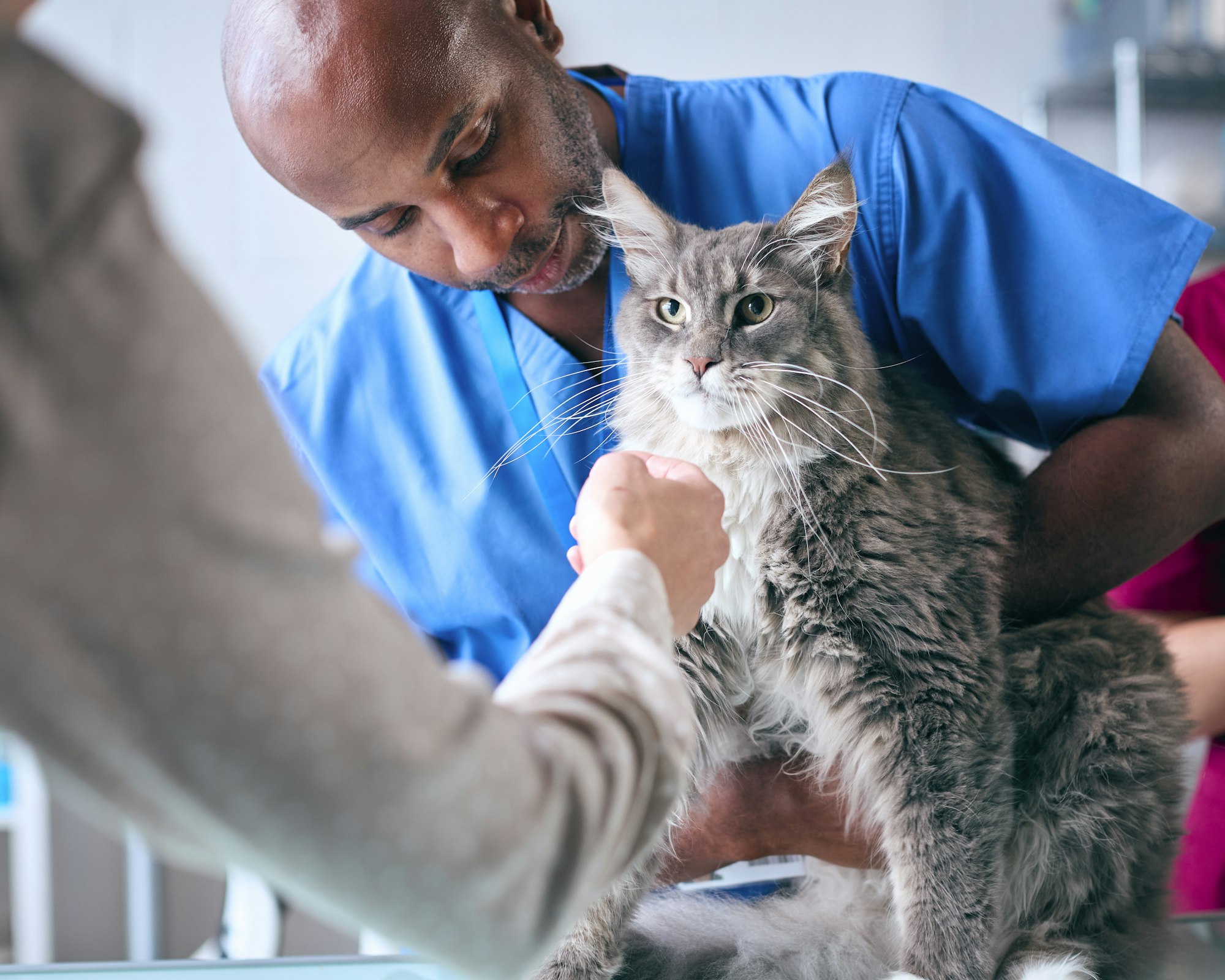 Close Up Of Male Vet With Owner Examining Pet Cat In Surgery