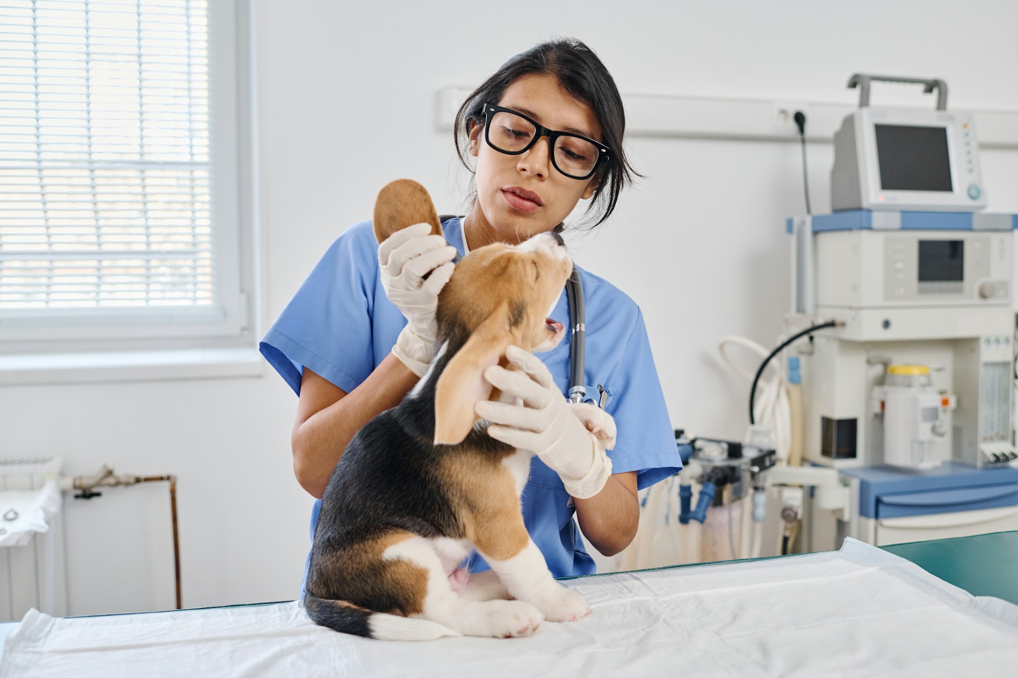 Vet Checking Pups Ears