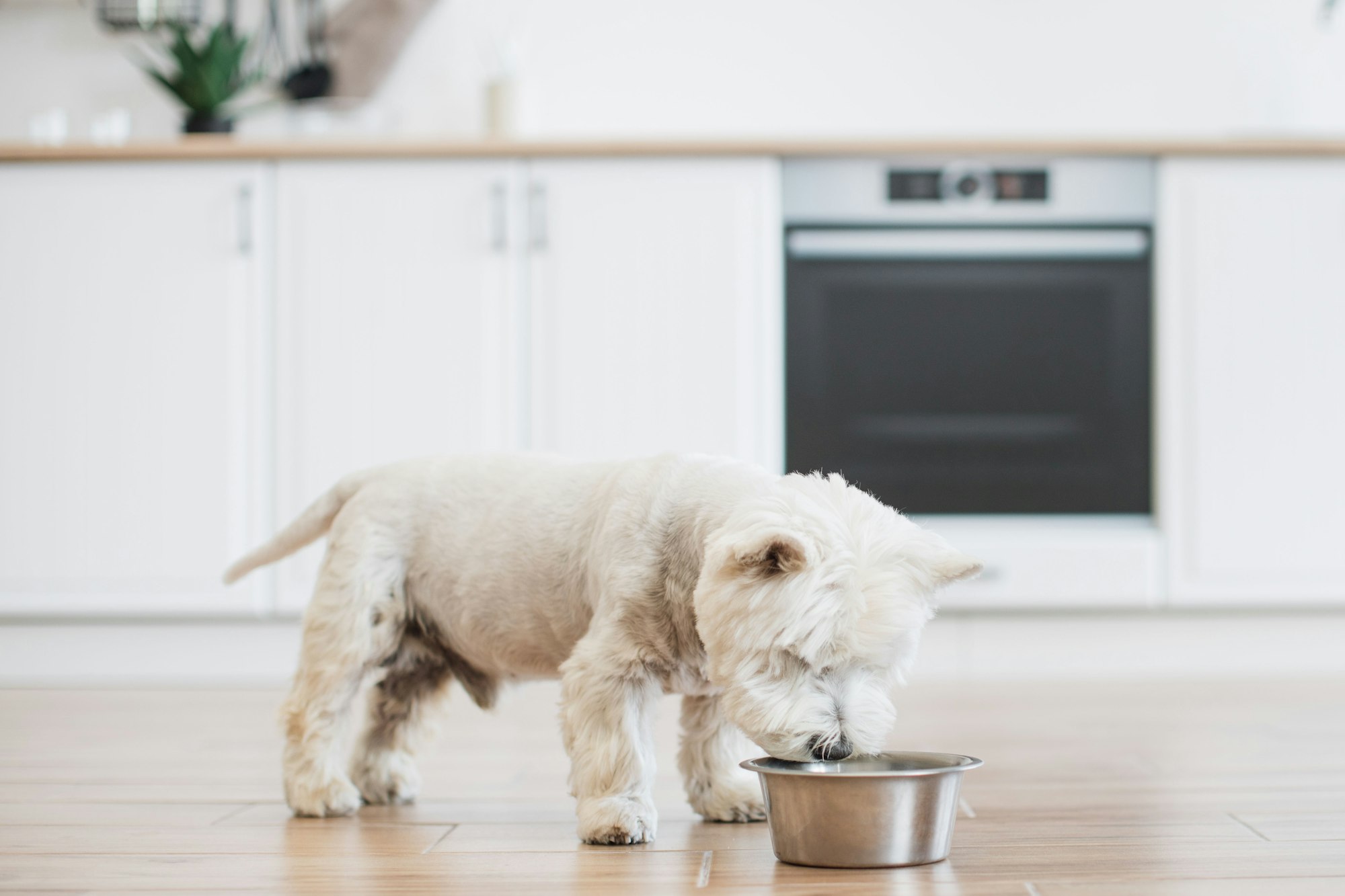 Westie sniffing dog food in bowl on wooden floor in kitchen